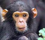 Petit singe